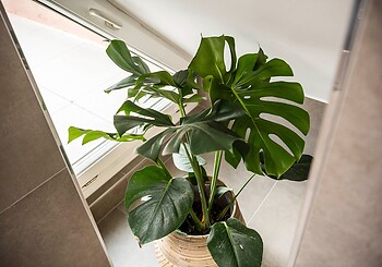 Panorama Apartment 2
